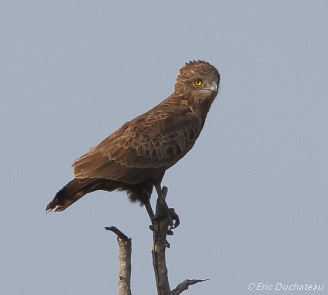 Circaète brun (Brown Snake Eagle)