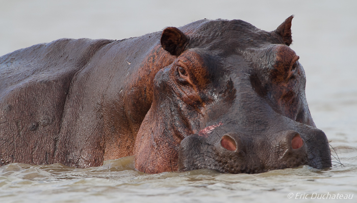 Hippopotame