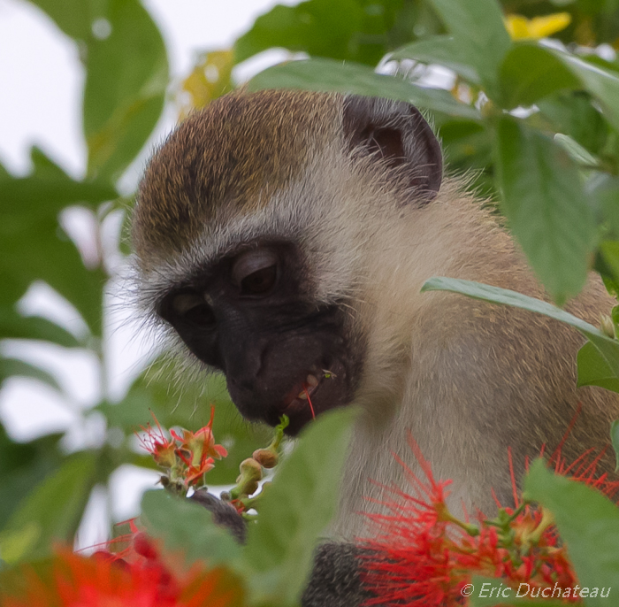 Vervet ou singe vert