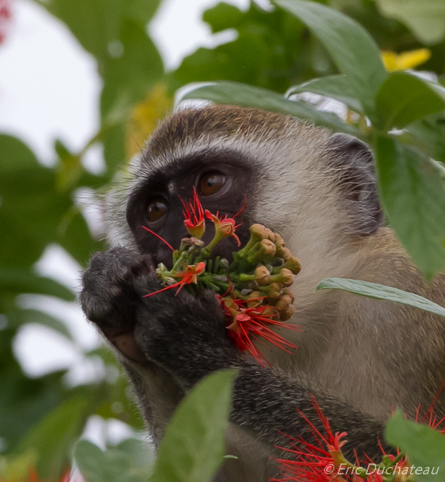 Vervet ou singe vert