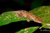 Anolis nitens / Saut Takari Tanté (Guyane française), août 2010