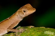 Anolis nitens / Saut Takari Tanté (Guyane française), août 2010