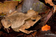 Crapaud à crête / Camp Canopée, sur le Kourou (Guyane française), août 2010