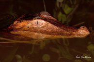 Caïman rouge / Marais de Kaw (Guyane française), août 2010