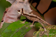 Anolis nitens / Rivière de Montsinéry (Guyane française), août 2010