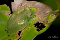 Cochranelle des Oyampis / Rivière de Montsinéry (Guyane française), août 2010