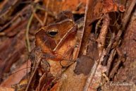 Crapaud à petite crête (crapaud feuille) / Saut Takari Tanté (Guyane française), août 2010