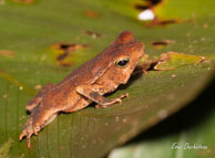 Haut-Sinnamary (Guyane française), août 2012