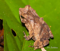 Haut-Sinnamary (Guyane française), août 2012