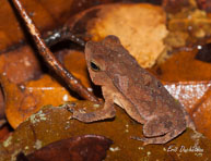 Haut-Sinnamary (Guyane française), août 2012