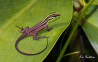 Kentropyx calcarata / Haut-Sinnamary (Guyane française), août 2012