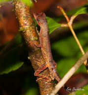 Savane Roche Virginie (Guyane française), mars 2014