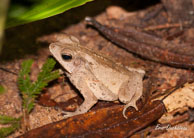 Angoulème (Guyane française), mars 2014