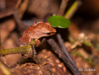 Eleutherodactyle porte-X / Angoulème (Guyane française), mars 2014