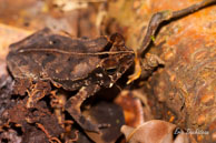 Angoulème (Guyane française), mars 2014