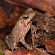 Angoulème (Guyane française), mars 2014