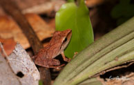 Eleutherodactyle porte-X / Angoulème (Guyane française), mars 2014