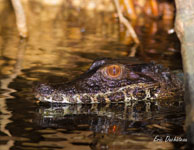 Haut-Sinnamary (Guyane française), août 2012