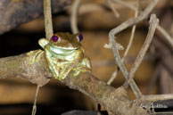 Rainette patte d'oie / Haut-Sinnamary (Guyane française), août 2012