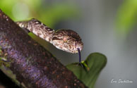 Chironius fuscus / Haut-Sinnamary (Guyane française), août 2012