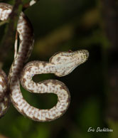 Chironius fuscus / Haut-Sinnamary (Guyane française), août 2012