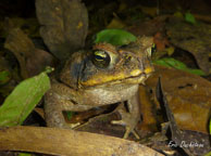 Crapaud boeuf / Haut-Sinnamary (Guyane française), août 2012