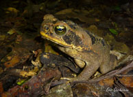 Crapaud boeuf / Haut-Sinnamary (Guyane française), août 2012