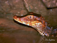 Caïman rouge / Marais de Kaw (Guyane française, août 2004)