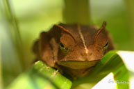 Crapaud à crête / Saut Takari Tanté (Guyane française, août 2008)