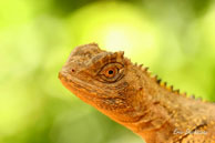 Uranoscodon superciliosus (Lézard sourcilleux) / Saut Takari Tanté (Guyane française), août 2008