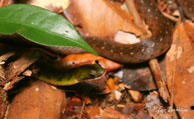 Liophis reginae / Saut Takari Tanté (Guyane française), août 2008