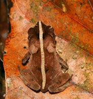 Crapaud à petite crête (crapaud feuille) / Crique Bagot (Guyane française), août 2008