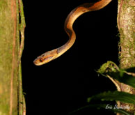 Liophis lineatus / Crique Bagot (Guyane française), août 2008