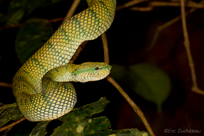 Tropidolaemus wagleri