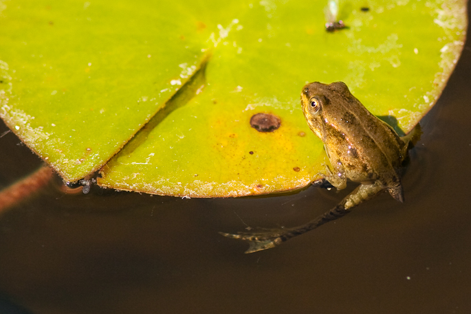 Grenouille verte