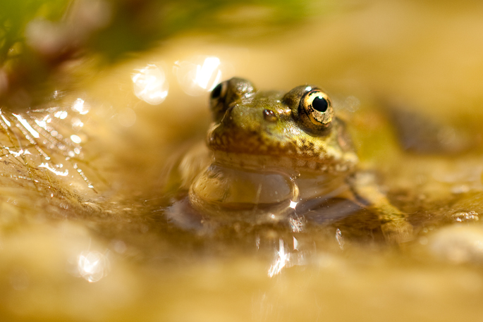 Grenouille verte