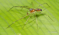 Saltique / Saül, Guyane française, août 2012