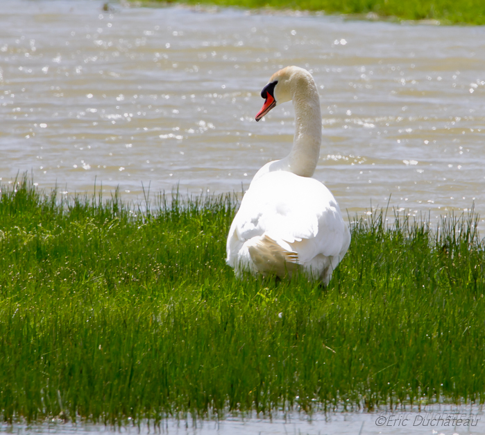 Cygne tuberculé