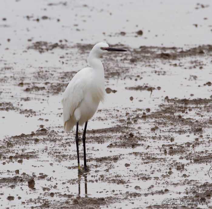 Aigrette garzette