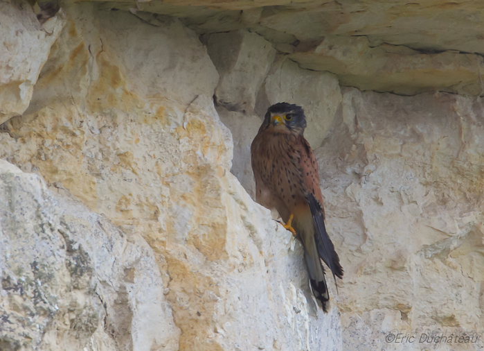 Faucon crécerelle