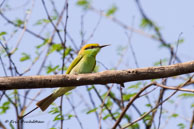 Guêpier d'Orient / Bharatpur (Inde), mars 2015