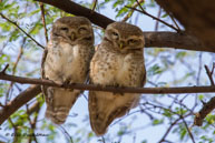 Chevêches brames / Bharatpur (Inde), mars 2015