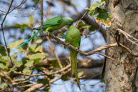 Perruches à collier / Bharatpur (Inde), mars 2015