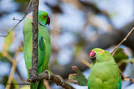 Perruches à collier / Bharatpur (Inde), mars 2015