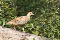 Francolin gris / Bharatpur (Inde), mars 2015