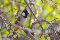 Bulbul à oreillons blancs / Bharatpur (Inde), mars 2015