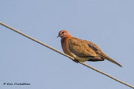 Tourterelle maillée / Bharatpur (Inde), mars 2015