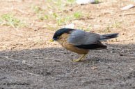 Étourneau des pagodes / Bharatpur (Inde), mars 2015