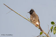 Bulbul à ventre rouge / Bharatpur (Inde), mars 2015