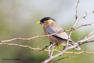 Étourneau des pagodes / Bharatpur (Inde), mars 2015